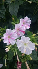 Mirabilis jalapa