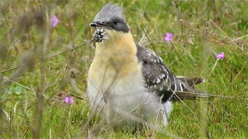 Great Spotted Cuckoo