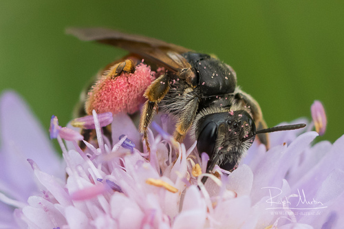 Buožaininė Smėliabitė nuotrauka