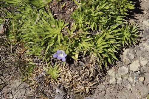 Lesotho Bergbell (Craterocapsa congesta)