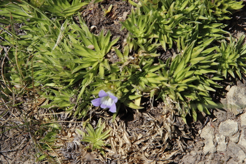 Image of Craterocapsa congesta by (c) Tony Rebelo, some rights reserved (CC BY-SA)