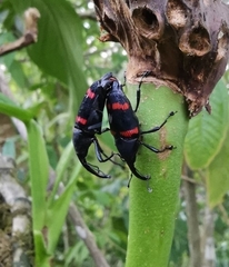 Cactophagus duplocinctus