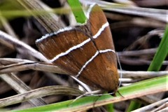 Argyrostrotis quadrifilaris