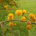 Sweet Acacia - Photo (c) Todd Boland, some rights reserved (CC BY-NC), uploaded by Todd Boland