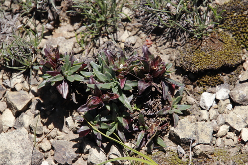 Image of Zaluzianskya pulvinata by (c) Tony Rebelo, some rights reserved (CC BY-SA)