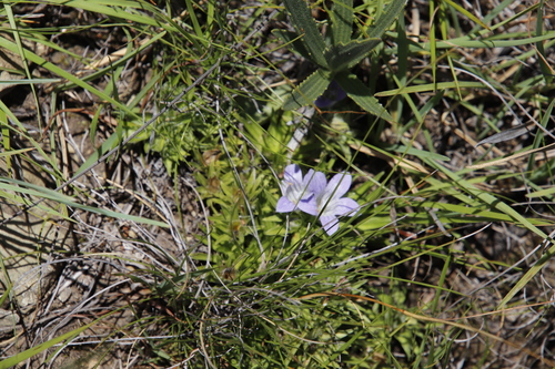 Image of Craterocapsa congesta by (c) Tony Rebelo, some rights reserved (CC BY-SA)