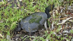 Chelodina oblonga