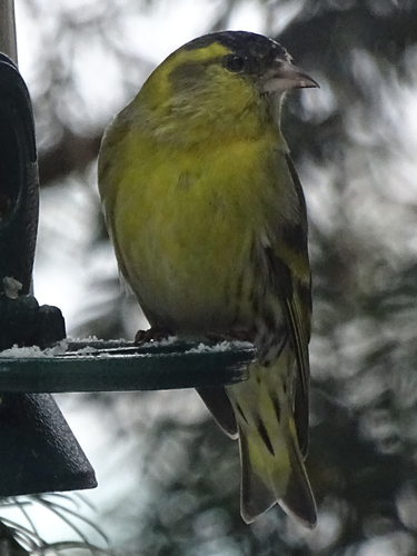 Jilguero lúgano (Spinus spinus)