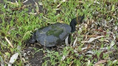 Chelodina oblonga