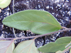 Hebecarpa costaricensis