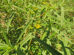 Flaveria ramosissima