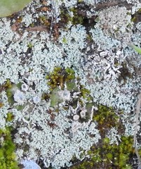 Cladonia pocillum