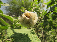 Varronia macrocephala