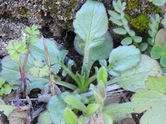 Centranthus calcitrapae