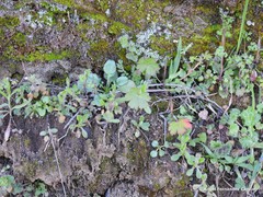 Centranthus calcitrapae