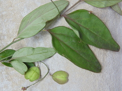 Hebecarpa costaricensis
