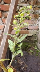 Nicotiana rustica
