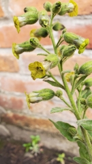 Nicotiana rustica