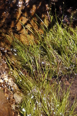 Isolepis fluitans