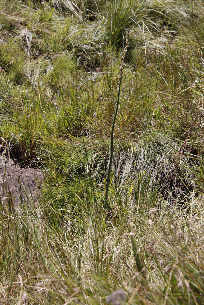 Drimia macrocentra, Woodlands Farm, Mathunzini, Woodcliff