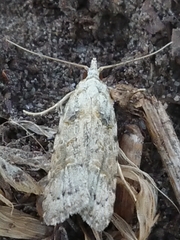 Heterocrossa gonosemana