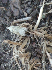 Heterocrossa gonosemana