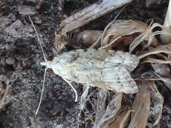 Heterocrossa gonosemana