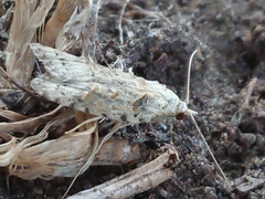 Heterocrossa gonosemana