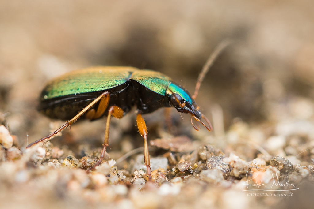 Chlaenius nitidulus