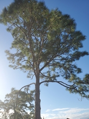 Pinus elliottii densa