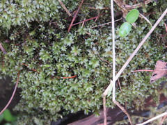 Ptychostomum moravicum