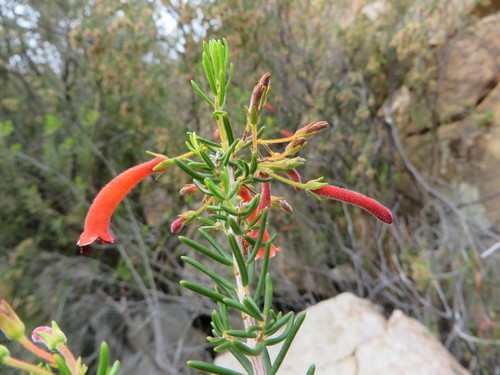 Erica annalis