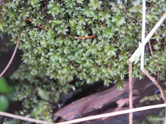 Ptychostomum moravicum