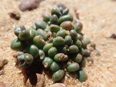 Dudleya brevifolia