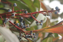 Miconia cremophylla
