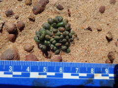 Dudleya brevifolia