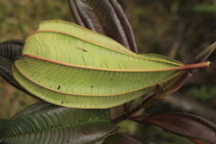 Miconia cremophylla