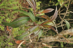 Miconia cremophylla
