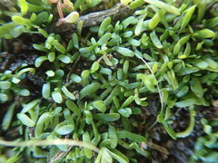 Callitriche marginata