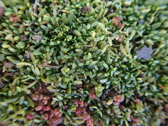 Callitriche marginata