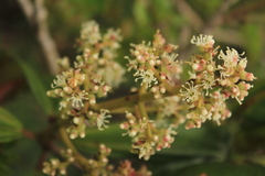Miconia cremophylla