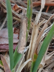 Orocrambus cyclopicus