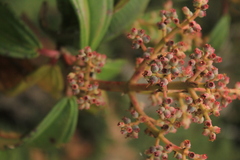 Miconia cremophylla