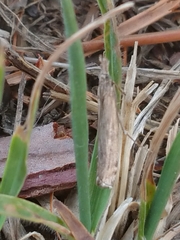 Orocrambus cyclopicus
