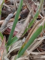 Orocrambus cyclopicus