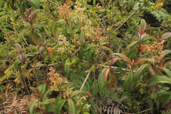 Miconia cremophylla