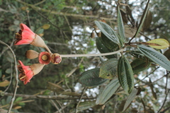 Chalybea macrocarpa