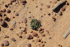 Dudleya brevifolia