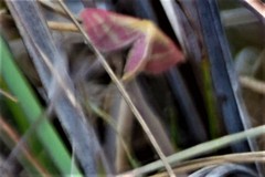 Leptostales laevitaria