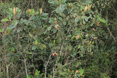 Chalybea macrocarpa